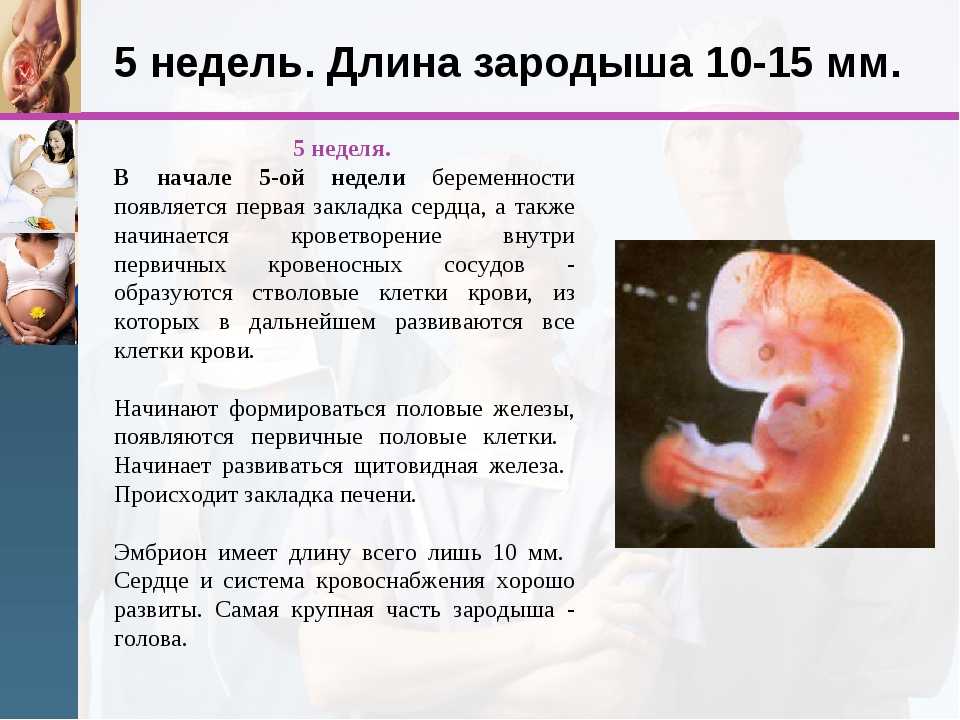 Беременность 4 недели  рост и развитие плода