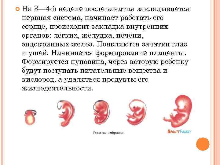 Срок беременности при эко: как считать - статья репродуктивного центра «за рождение»