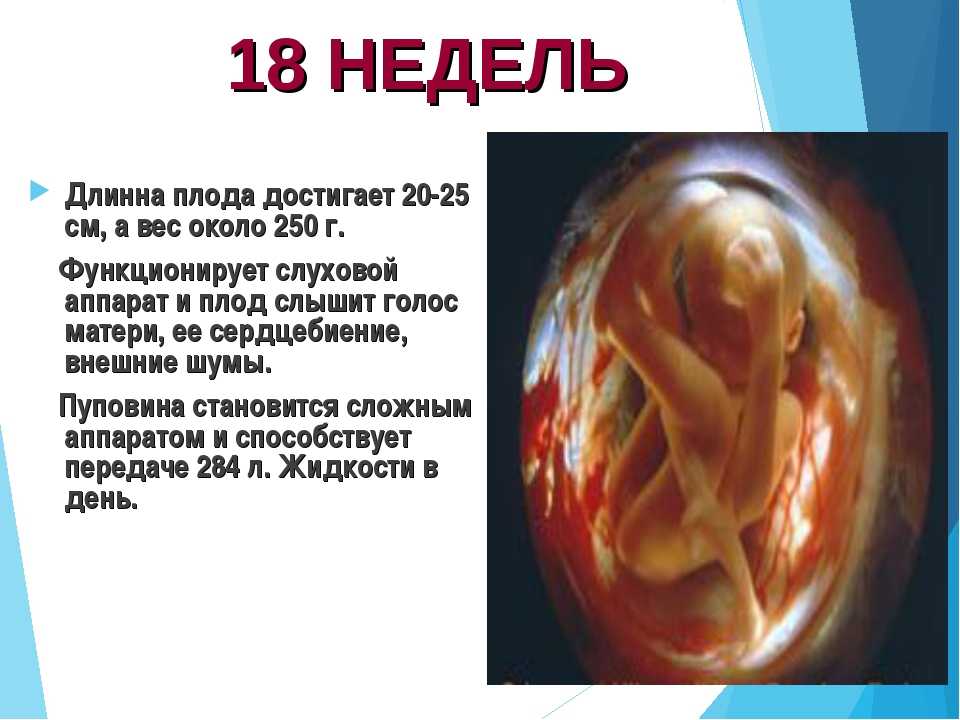 16 неделя беременности: узи плода на 16 неделе