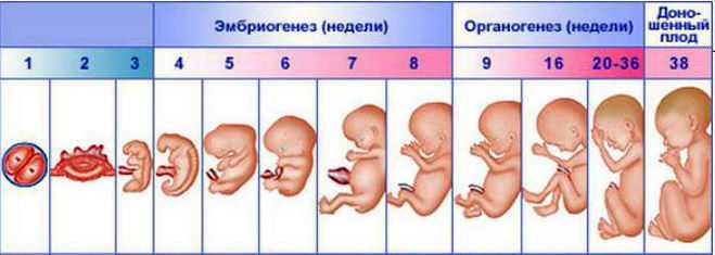 Шевеление плода: на какой неделе начинает шевелиться ребенок при первой и второй беременности, частота в норме на разных сроках
