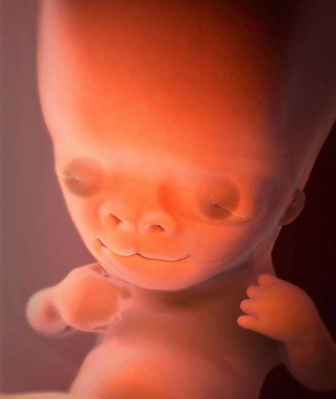 Радости и тревоги 9 недели беременности: как выглядит плод | аборт в спб