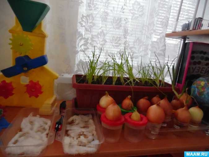 Конспект занятия по экологии «огород на окне» (старший дошкольный возраст)