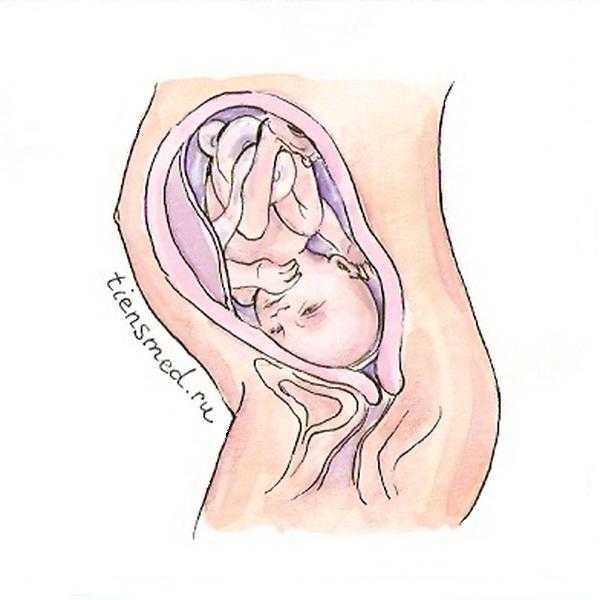 Узнайте все самое важное о 31 неделе беременности на нашем сайте что происходит в организме женщины, шевеление плода, вес и расположение ребенка