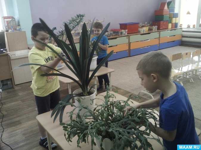 Экологический проект для средней группы детского сада «комнатные растения»
