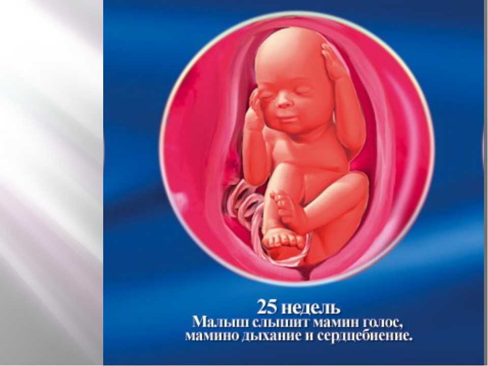 20 неделя беременности шевеления и фото  плода — евромедклиник24