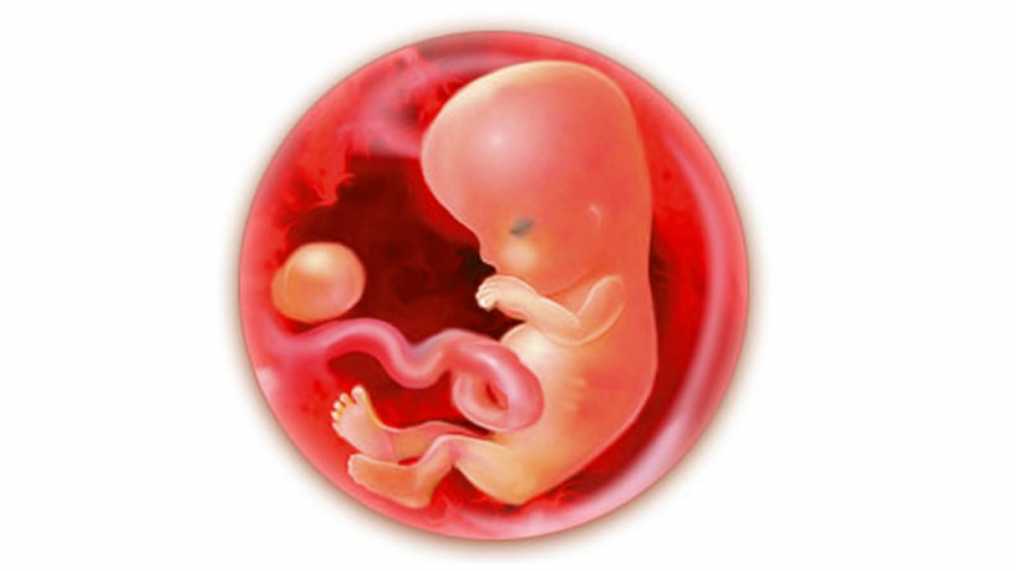 9 неделя беременности: описание, размеры плода, ощущения ???? беременность и роды