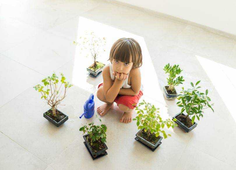 Комнатные растения для детской комнаты: какие лучше