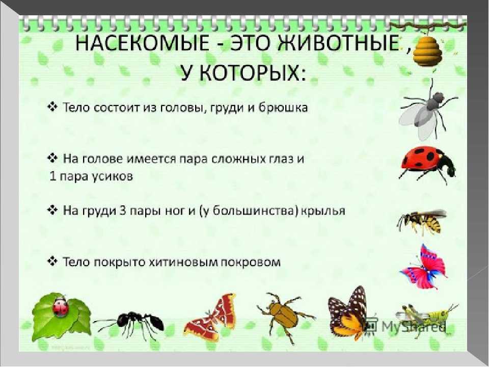 Конспект открытого занятия в средней группе «насекомые»