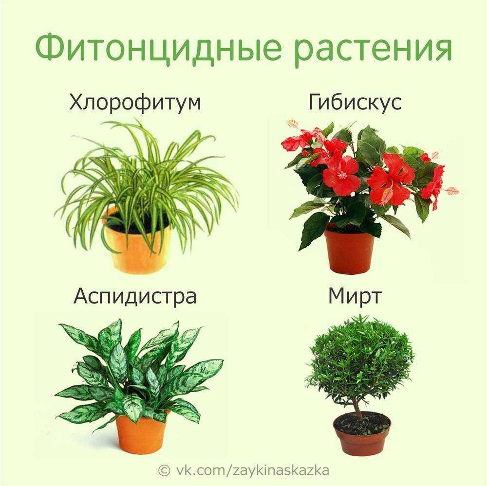 Растения для детской комнаты: выбор, количество и свойства