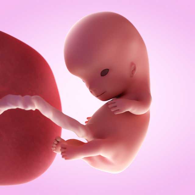 10 недель беременности описание и фото — евромедклиник24