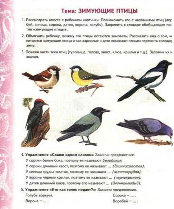 Конспект занятия по ознакомлению с окружающим миром в средней логопедической группе «зимующие птицы»