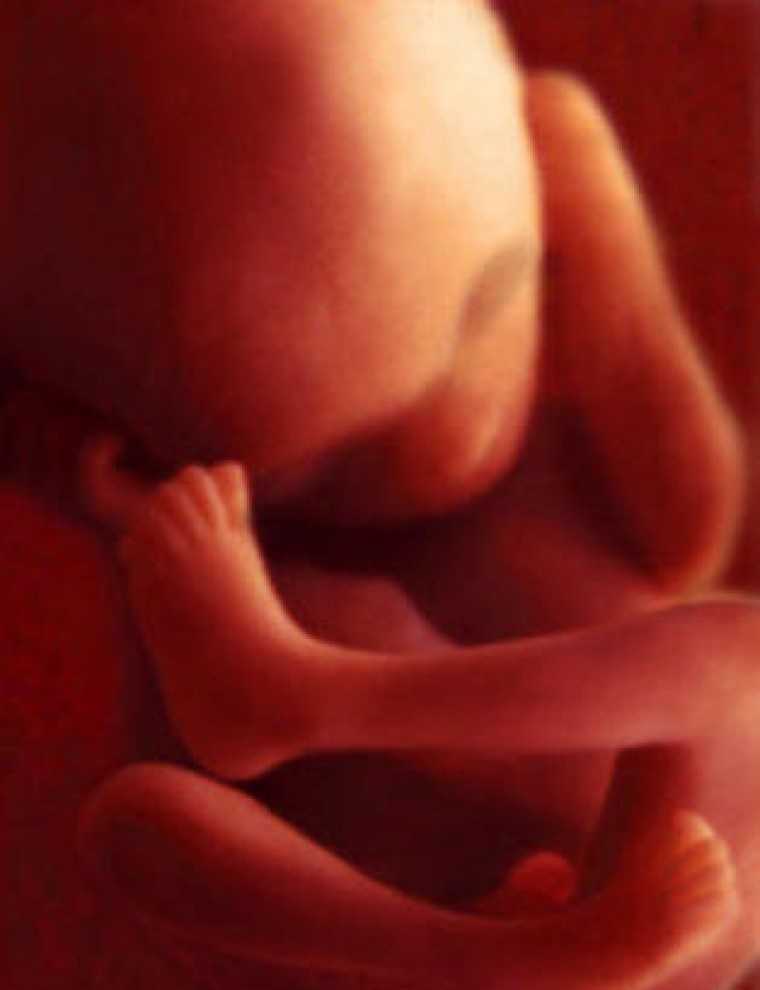 16 неделя беременности: что происходит с малышом и мамой
