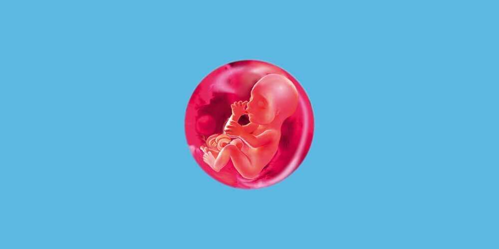 11 неделя беременности: режим питания и вес мамы, симптомы и ощущения, возможные опасности и выделения, внешний вид и параметры ребенка
