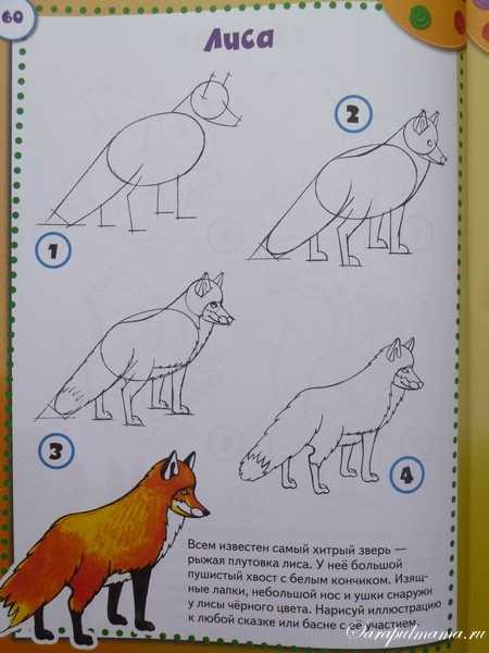 Как нарисовать птицу поэтапно карандашом - легкие мастер-классы для начинающих