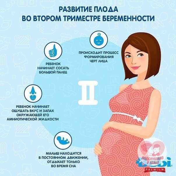 11 неделя беременности: режим питания и вес мамы, симптомы и ощущения, возможные опасности и выделения, внешний вид и параметры ребенка