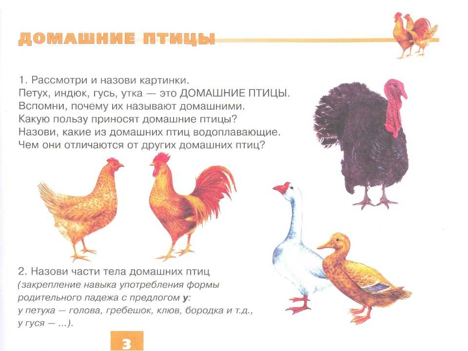 Конспект нод во второй младшей группе «домашние птицы». аппликация «цыплята»