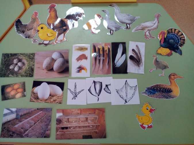 «домашние птицы» - мой детский сад