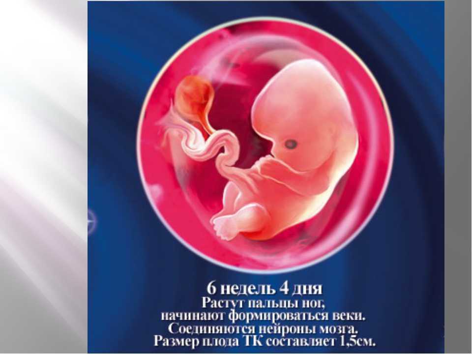 Третья неделя беременности от зачатия: признаки, что происходит с ребенком, узи плода, что делать, если болит живот | nutrilak