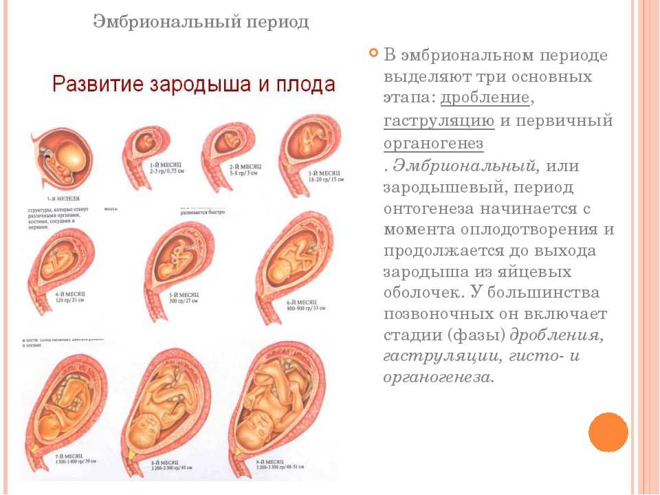 24 неделя беременности – что происходит, развитие плода, ощущения, как выглядит живот - agulife.ru