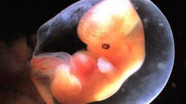 Развитие плода на 12 неделе беременности (18 фото): что происходит с малышом и как он выглядит, пол ребенка по сердцебиению и размер