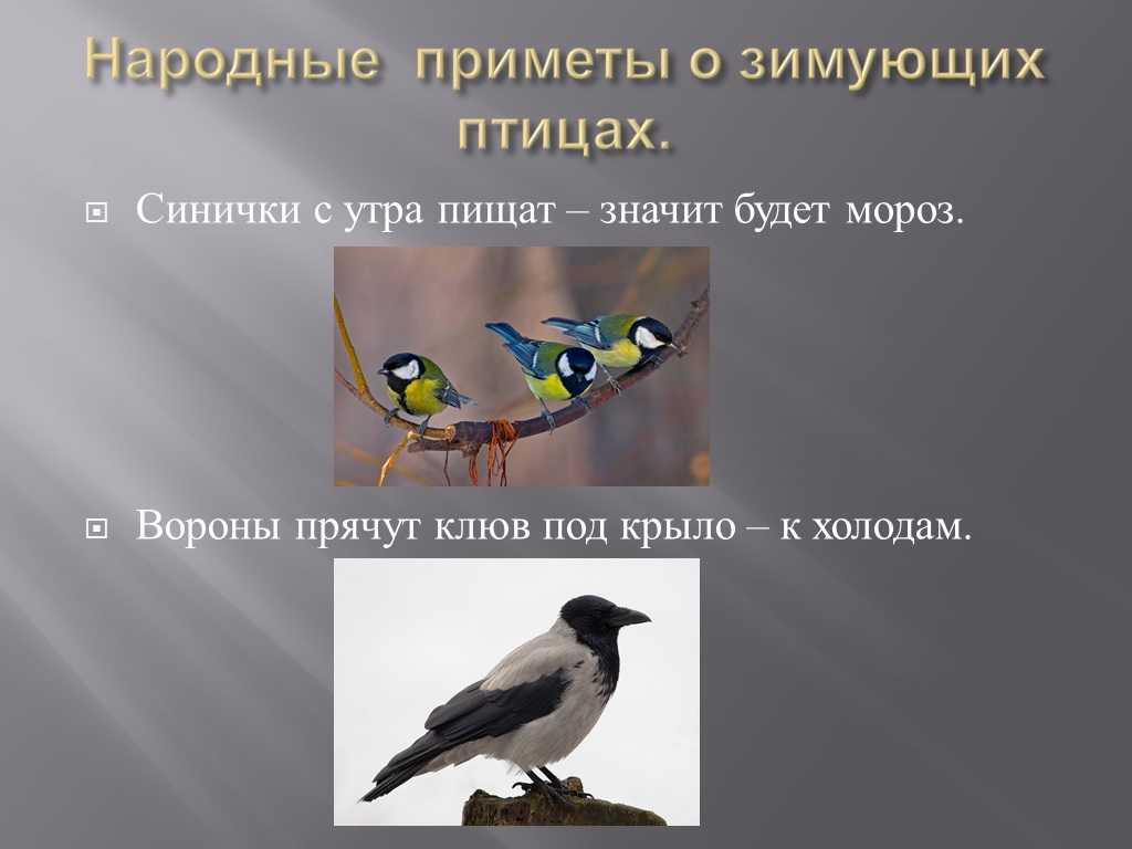Долгосрочный проект «птицы — наши друзья»