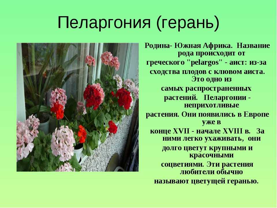 Презентация на тему: "герань комнатная герань - очень красивое, прекрасное растение, которое обладает целым рядом целебных свойств. герань комнатная может называться еще пеларгонией.". скачать бесплатно и без регистрации.
