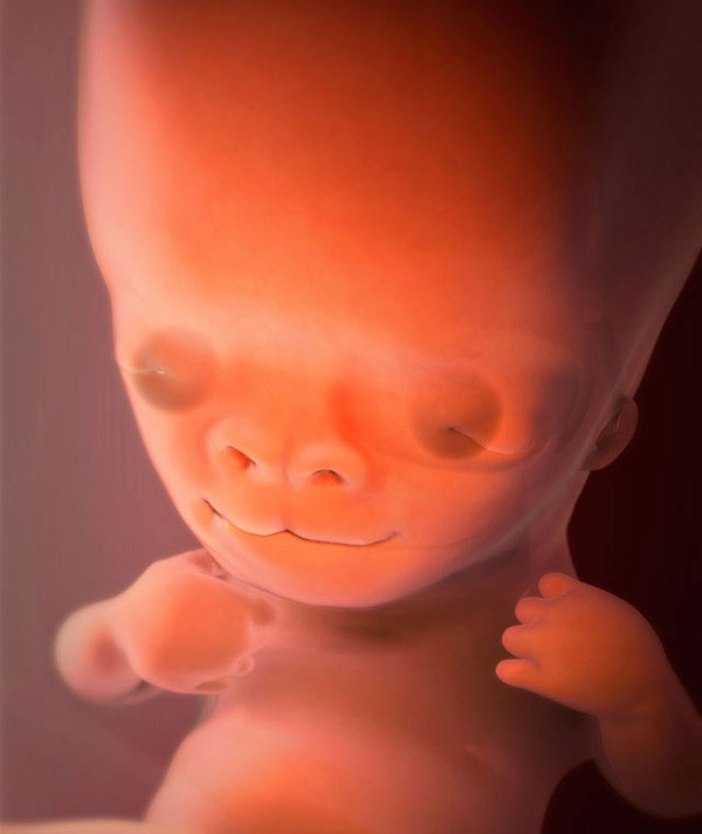 Седьмая неделя беременности: что происходит с малышом, с животом, фото узи – как выглядит ребенок, ощущения | nutrilak