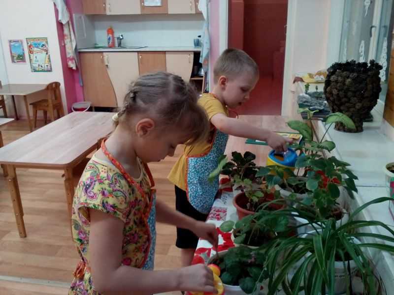 Экологический проект для средней группы детского сада «комнатные растения»