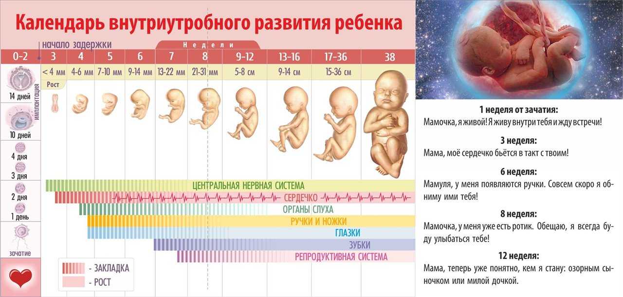 Во сколько недель беременности ребенок начинает шевелиться | главный перинатальный - всё про беременность и роды