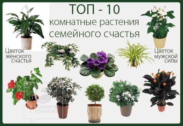 Растения для детской комнаты: что можно и что нельзя на supersadovnik.ru