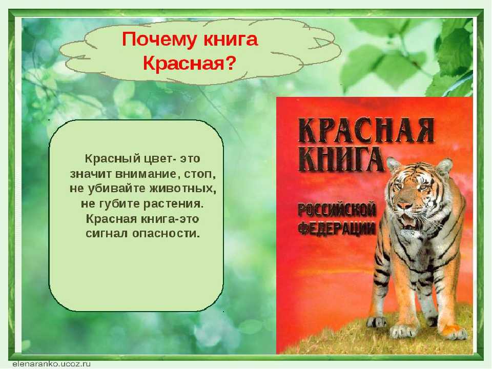 Проект по познавательному развитию «красная книга — растения россии»