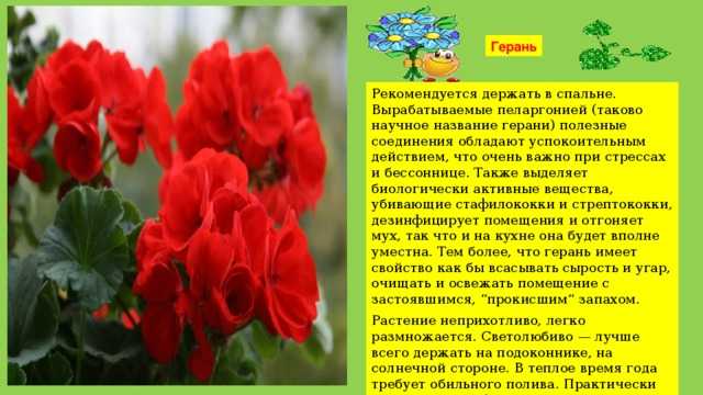 Презентация, доклад на тему герань - комнатное растение - скачать