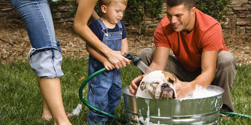 Основные правила и советы по уходу за месячными щенками без матери