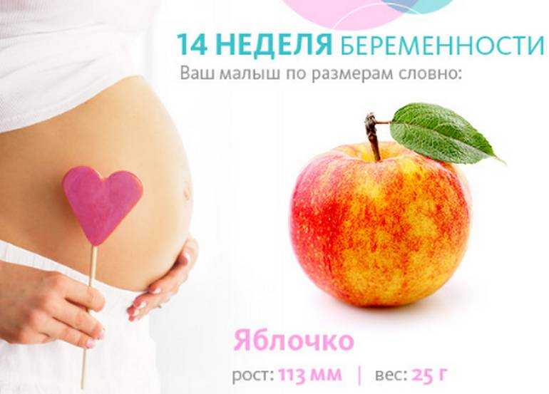 12 неделя беременности
