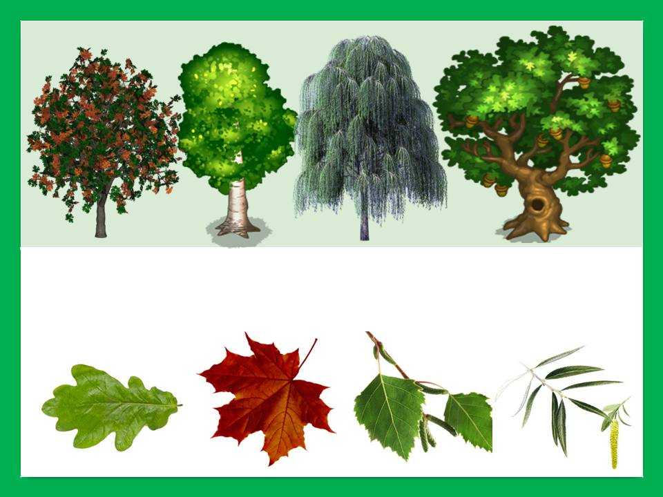Дидактические игры по ознакомлению с деревьями и растениями  во 2 – ой