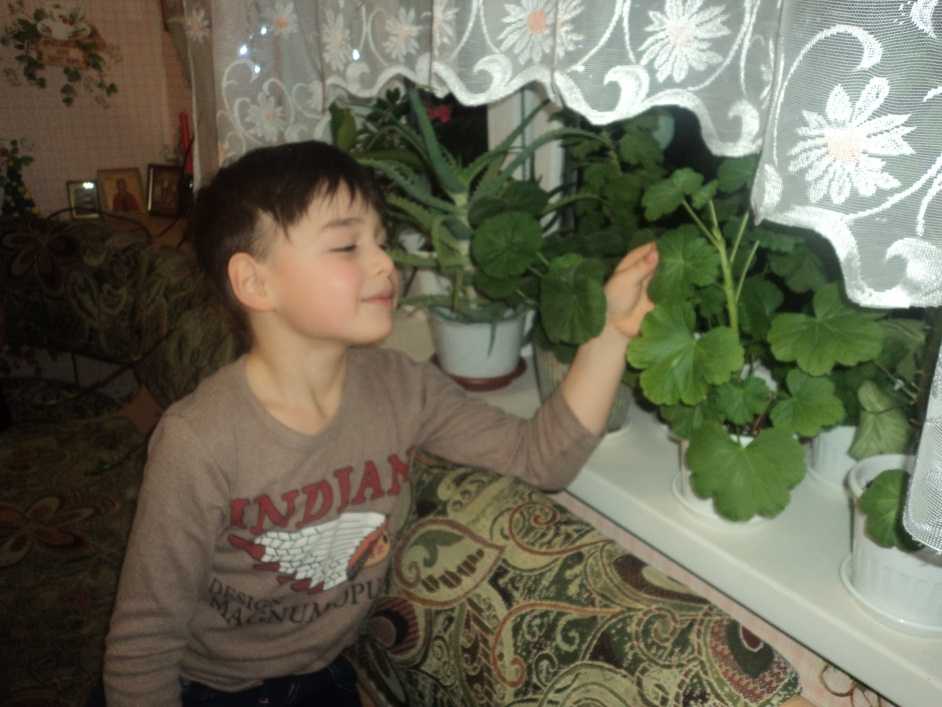 Семейный экологический проект: «герань - цветок лекарь!»