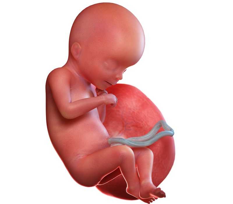 20 неделя беременности шевеления и фото  плода — евромедклиник24