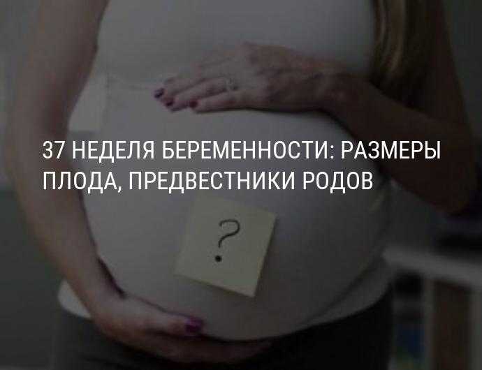 Узи 37 недель беременности нормы, параметры, фото