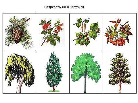 Экологические игры для дошкольников 5 – 7 лет при ознакомлении с деревьями и кустарниками. учебно-методический материал (средняя группа) по теме