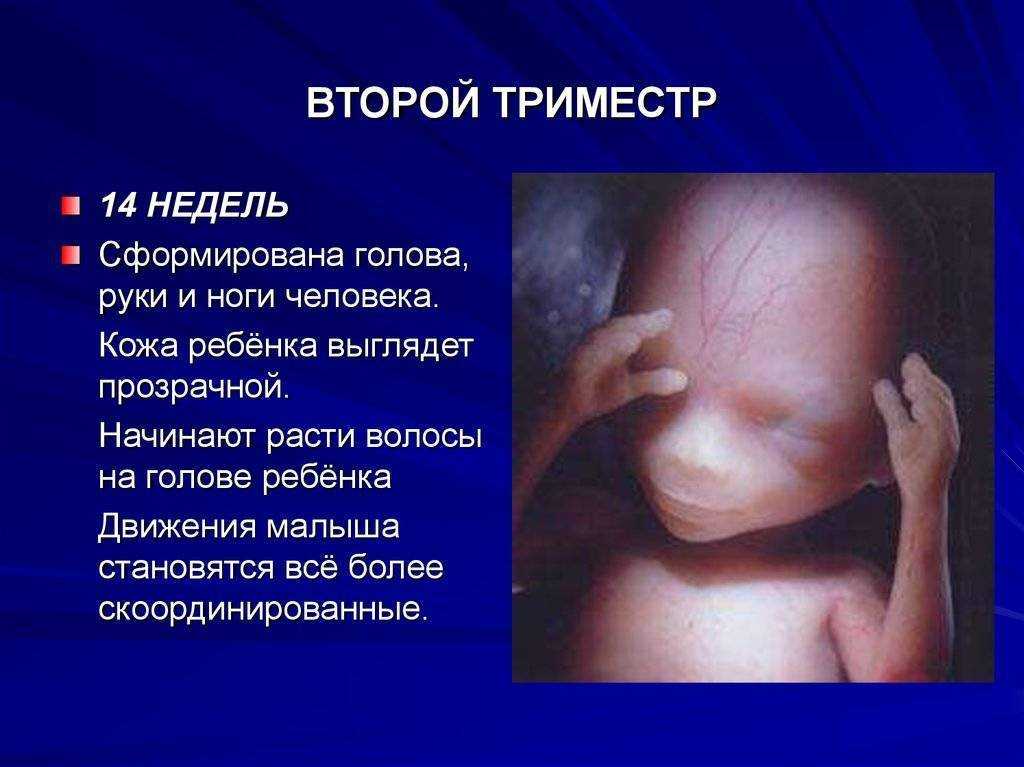 Уже совсем человечек: врач рассказала о развитии малыша и ощущениях мамы на сроке 13 недель беременности