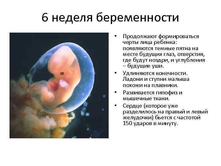 20 недель беременности: размер плода и его развитие, что происходит с малышом и будущей мамой
