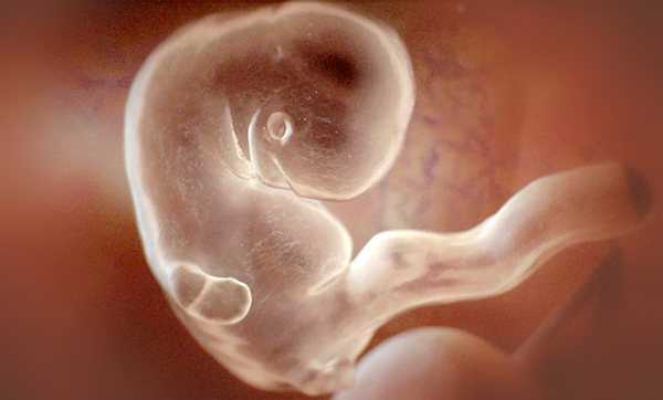 Плод на 7 неделе беременности: развитие и размеры малыша, ощущения на 7 акушерской неделе, как выглядит ребенок