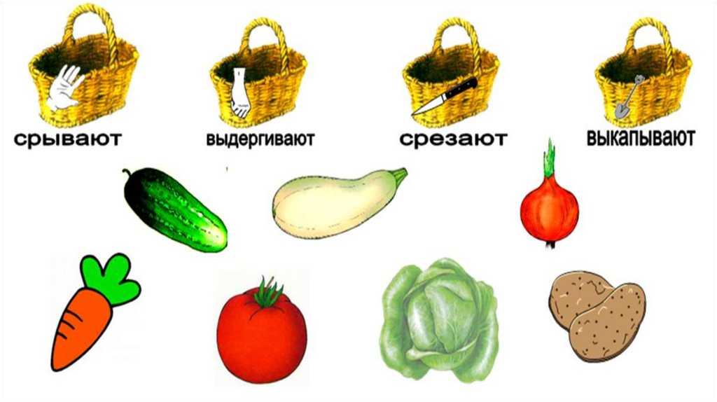 Конспект нод по развитию речи для средней группы «овощи»