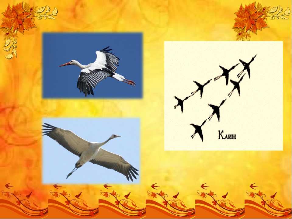 Конспект занятия в старшей группе по экологии «перелетные птицы»