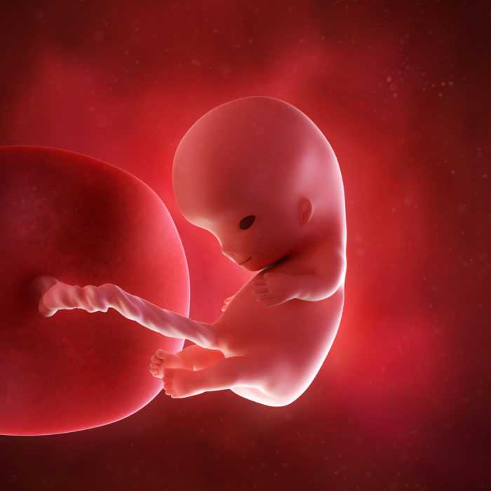 Узнайте все самое важное о 10 неделе беременности на нашем сайте что происходит в организме женщины, ощущения, развитие плода