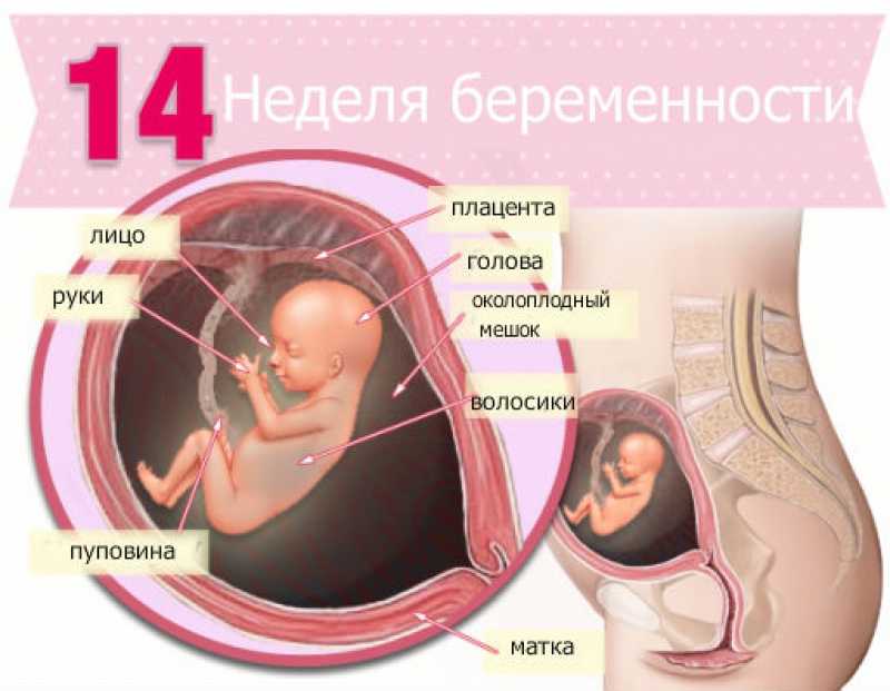 Узнайте все самое важное о 12 неделе беременности на нашем сайте что происходит в организме женщины, ощущения, развитие плода