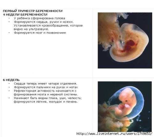 Летать в первый триместр. Беременность 1 триместр эмбрион. Развитие по неделям беременности 1 триместр. 1 Триместр беременности плода по неделям. Развитие эмбриона в 1 триместре.