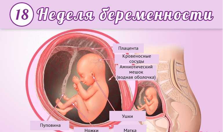 19 неделя беременности где расположен малыш - детская городская поликлиника №1 г. магнитогорска