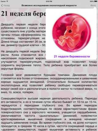 15 неделя беременности  развитие и фото — евромедклиник24