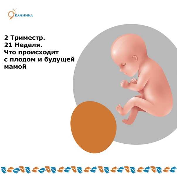 24 неделя беременности – что происходит, развитие плода, ощущения, как выглядит живот - agulife.ru